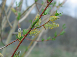 MacKenzie's willow (Salix rigida)
